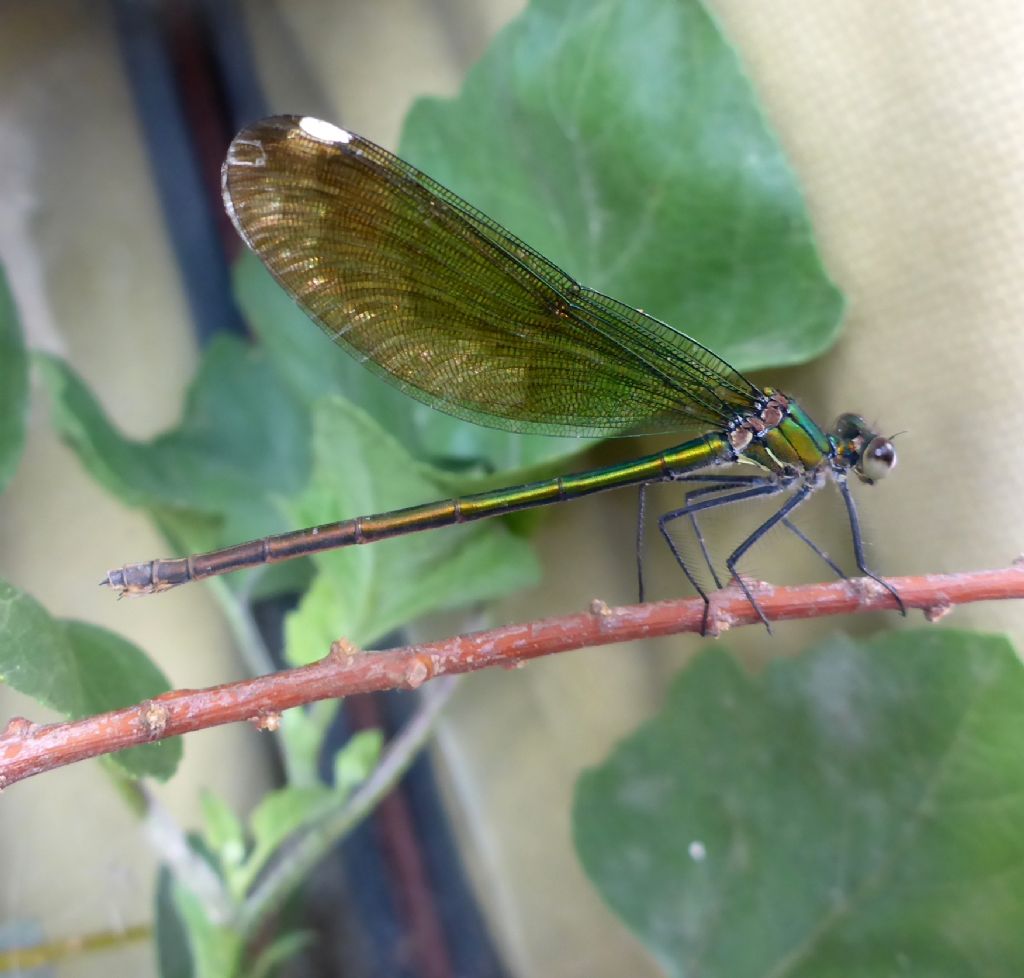 da identificare, prego: femmina di Calopteryx splendens